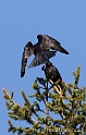 Corbeau 2880